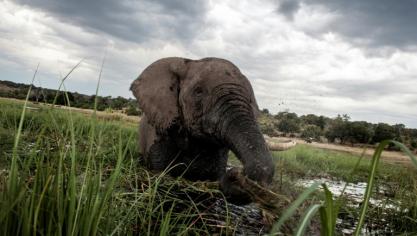 Un éléphant barbote au coucher du soleil dans les eaux de la rivière Chobe dans le parc national de Chobe au Botswana, le 20 mars 2015