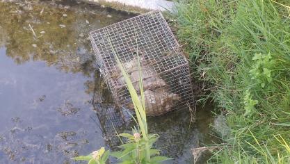 Le chien a été mis en cage avant d’être jeté à l’eau.