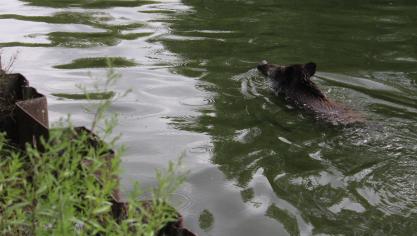 Certains sangliers ont été conduits sur les passerelles pour sortir de l’eau.