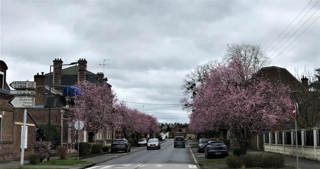 les arbres de Ham